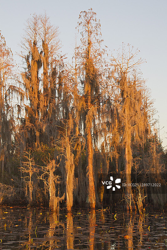 覆盖着西班牙苔藓的树木图片素材