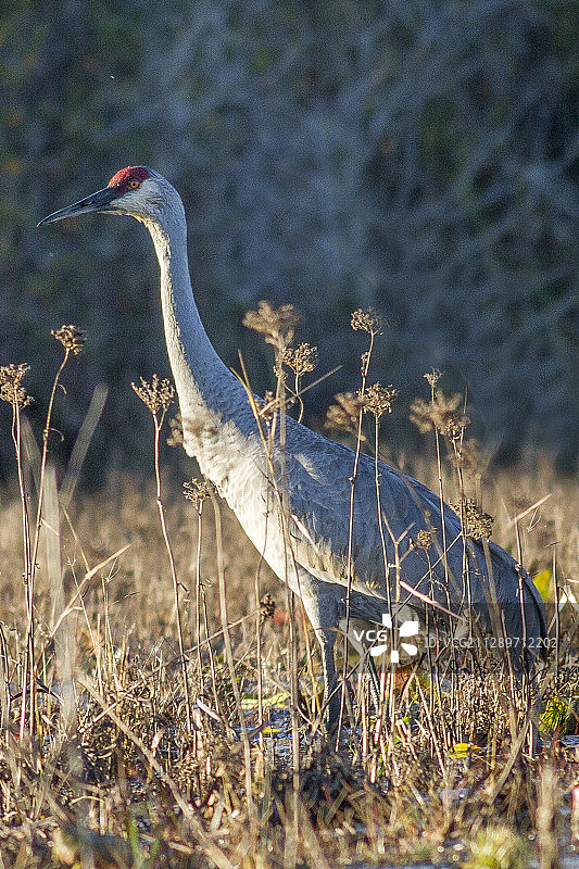 沙丘鹤图片素材