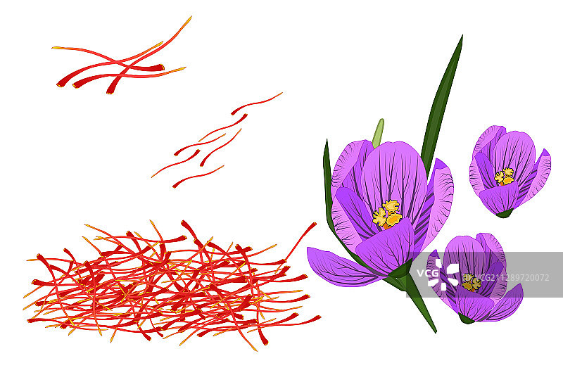 白色背景上的番红花和番红花图片素材