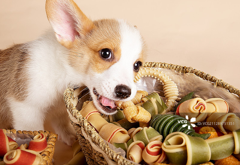 威尔士柯基犬幼犬和狗零食图片素材