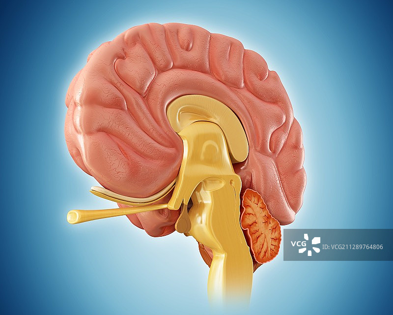 人脑矢状中段剖面图图片素材