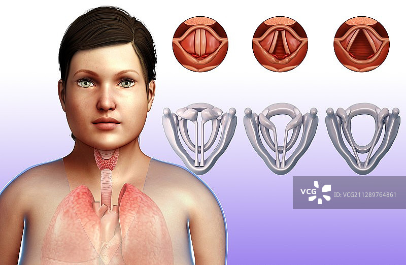 女性声带和喉部插图图片素材