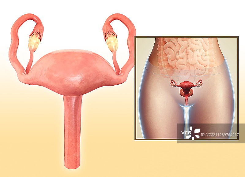 女性生殖系统插图图片素材