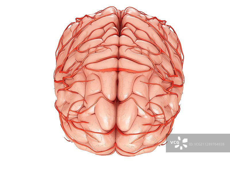 脑动脉和解剖结构插图图片素材