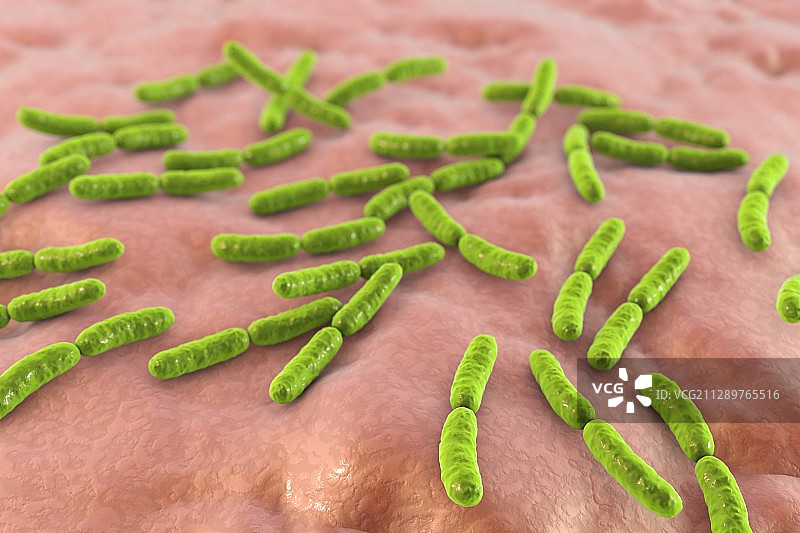 卷曲乳杆菌细菌，图示图片素材