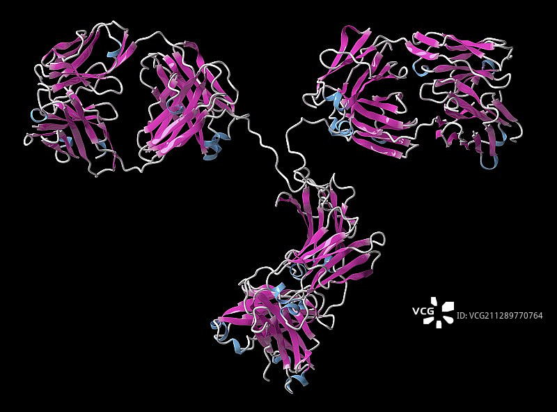单克隆抗体IgG2a分子图图片素材