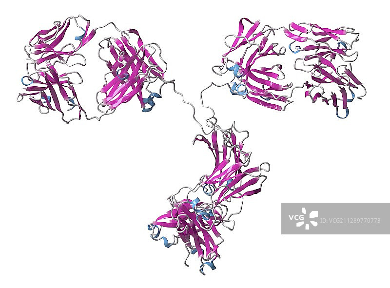 单克隆抗体IgG2a分子图图片素材