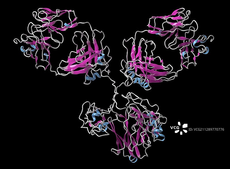 单克隆抗体IgG1分子图示图片素材