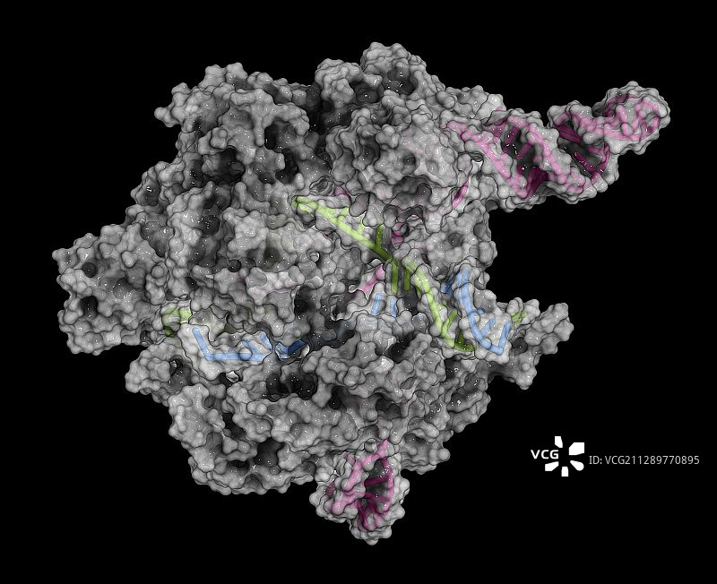 CRISPR-CAS9基因编辑复合物插图图片素材