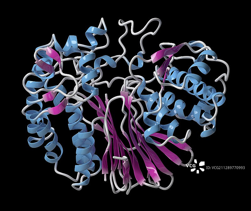 γ-谷氨酰转肽酶1示意图图片素材