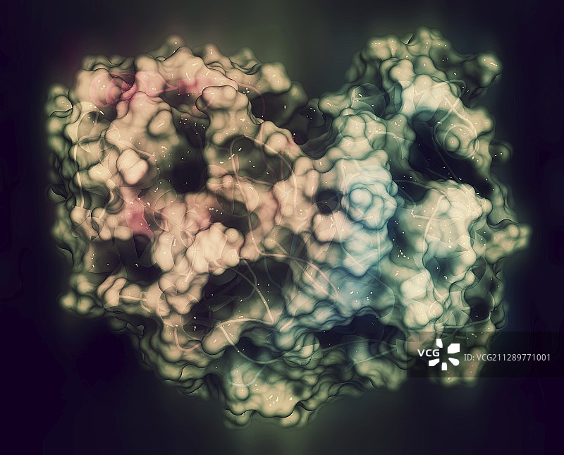 γ-谷氨酰转肽酶1示意图图片素材