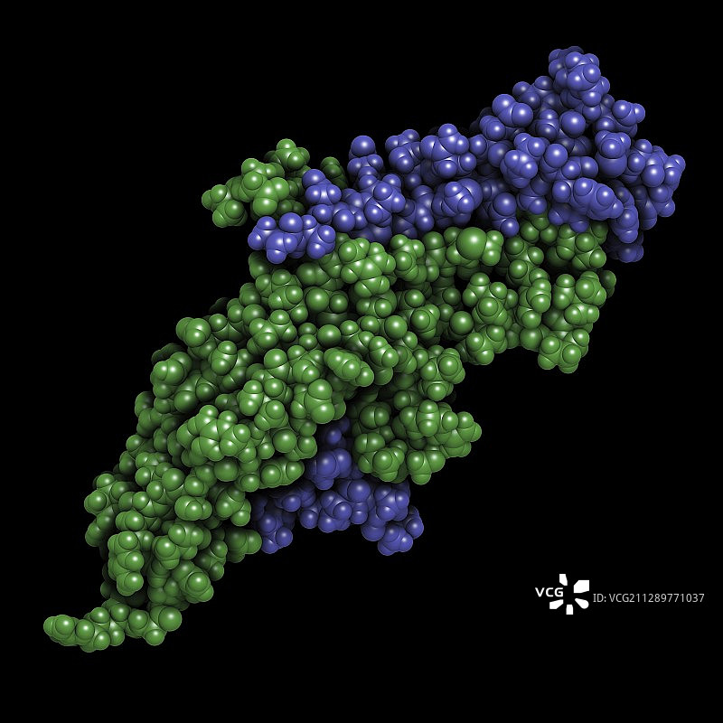 绒毛膜促性腺激素分子图图片素材