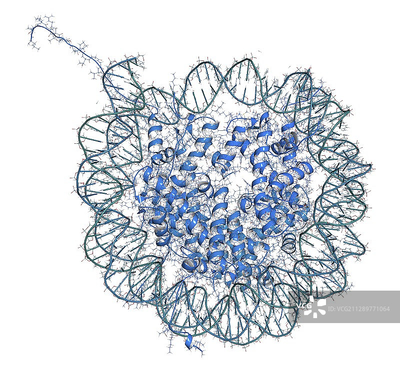 核小体分子结构示意图图片素材