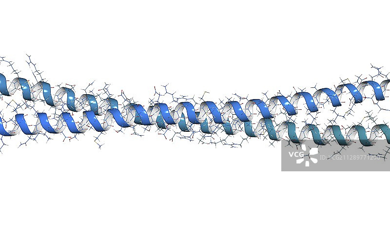 角蛋白丝分子结构图图片素材