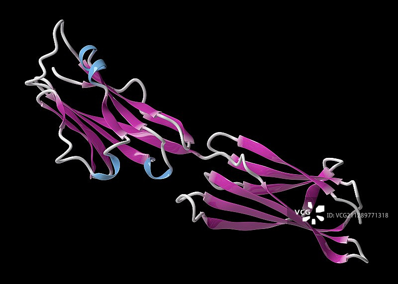 程序性死亡配体1分子结构图图片素材