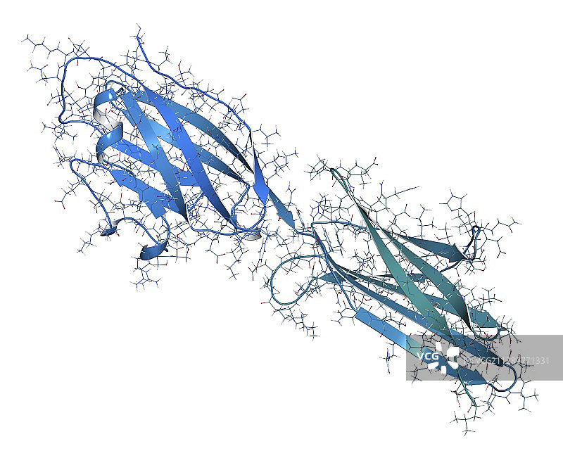 程序性死亡配体1分子结构图图片素材