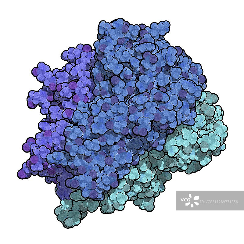 肿瘤坏死因子α分子结构示意图图片素材