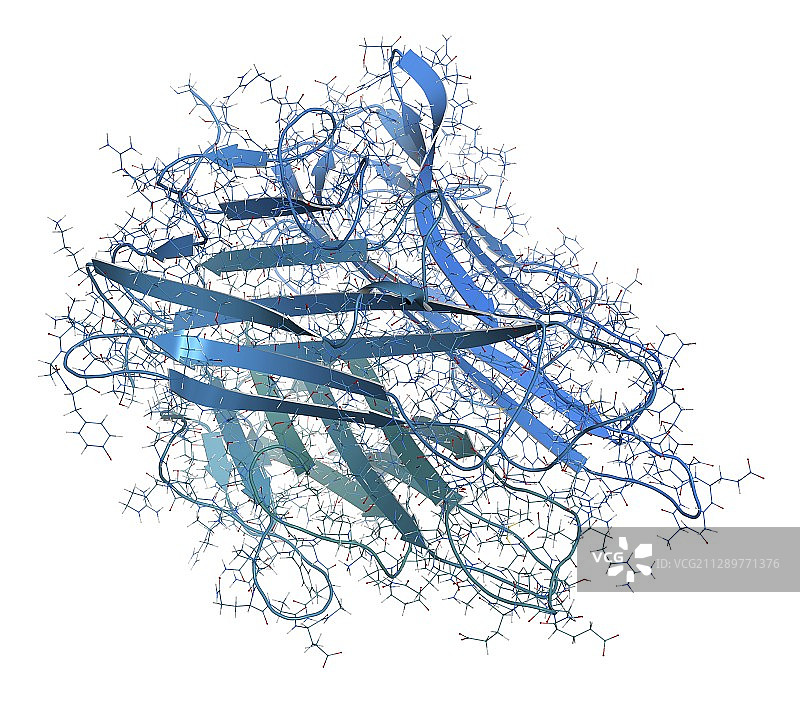 肿瘤坏死因子α分子结构示意图图片素材