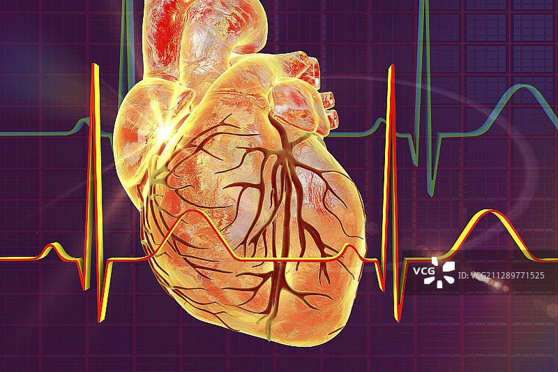正常心跳示意图图片素材