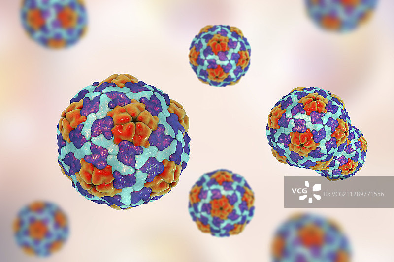 甲型肝炎病毒示意图图片素材