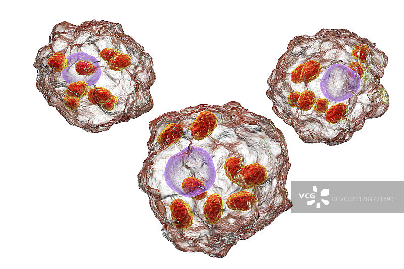 利什曼原虫寄生虫，图示图片素材