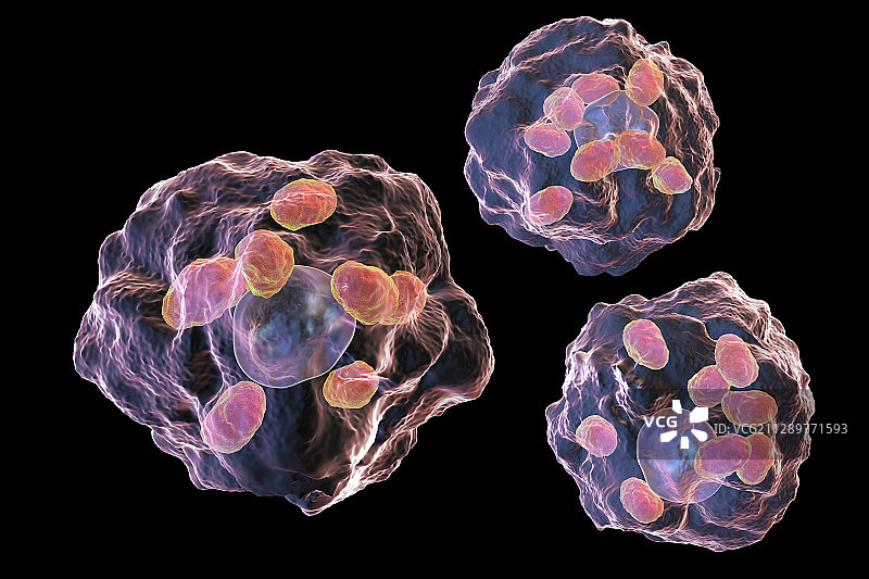 利什曼原虫寄生虫，图示图片素材