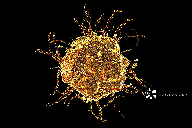 巨噬细胞插图图片素材