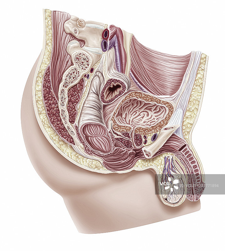 男性生殖系统图解图片素材