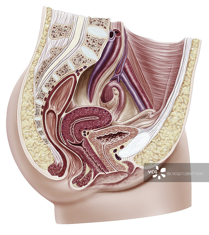 女性生殖系统插图图片素材