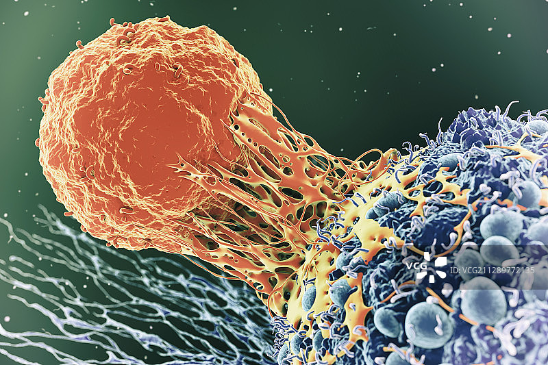 癌细胞和T细胞图图片素材