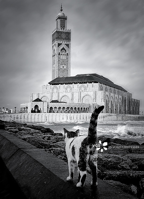 猫咪和清真寺图片素材