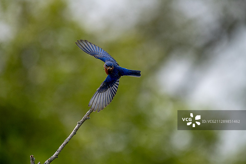 为孩子捕虫的鸟妈妈图片素材