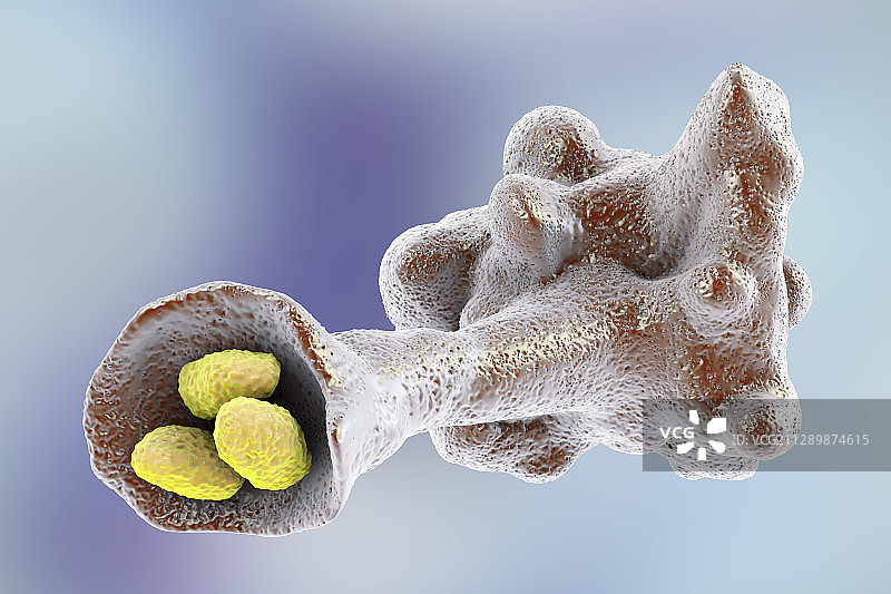 变形虫吞噬细菌插图图片素材