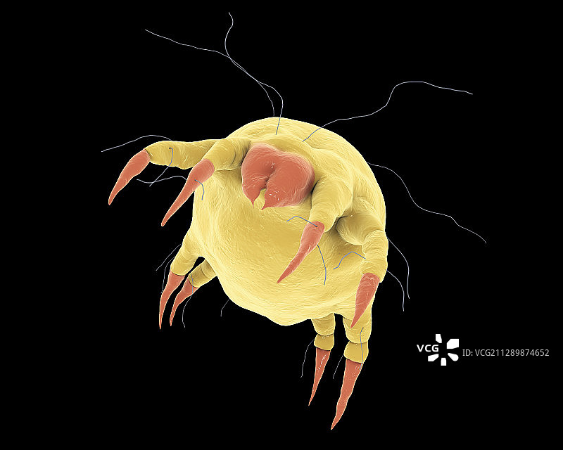 人类皮肤上的尘螨，图示图片素材