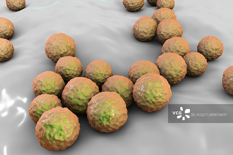 粪肠球菌细菌，图示图片素材