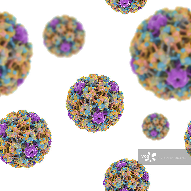 人乳头瘤病毒模型图图片素材