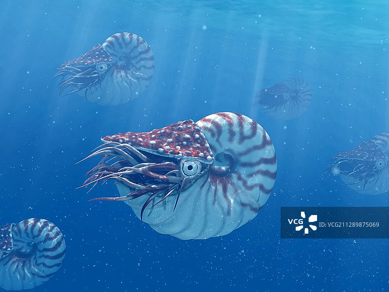 鹦鹉螺插画图片素材