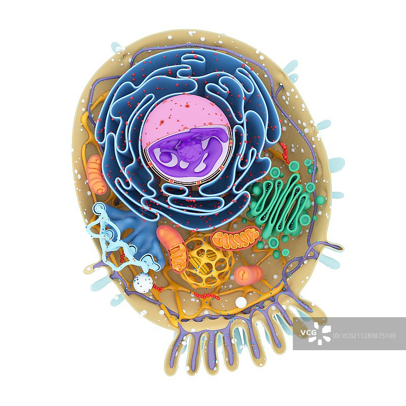 细胞结构，图示图片素材