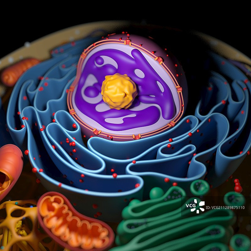 细胞核结构示意图图片素材