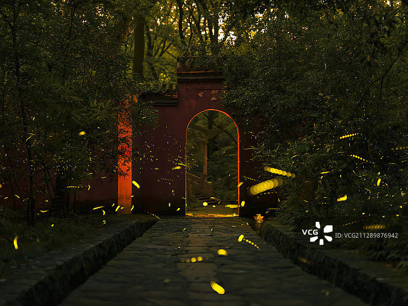 夏夜萤火2图片素材