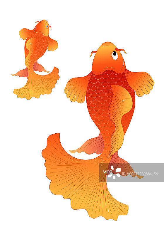 红色锦鲤矢量插画图片素材