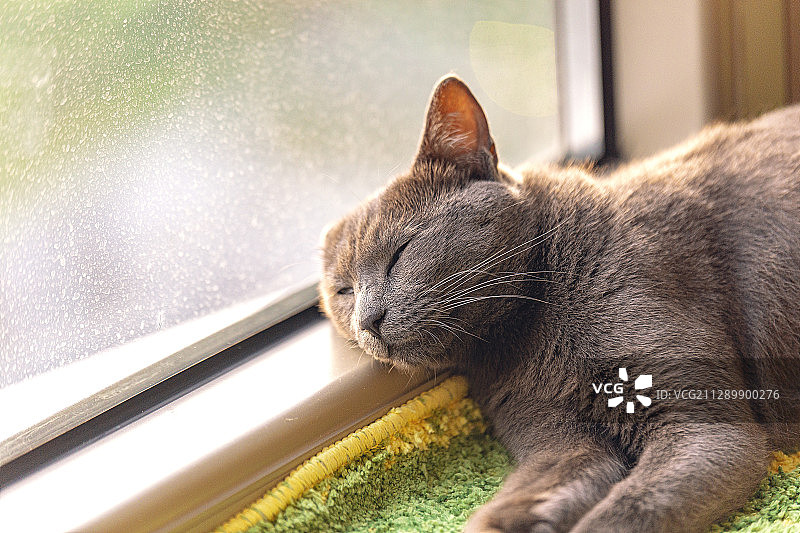 窗边晒太阳睡着的猫咪图片素材
