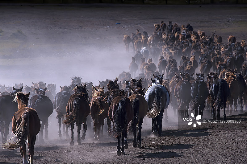 山丹军马场图片素材
