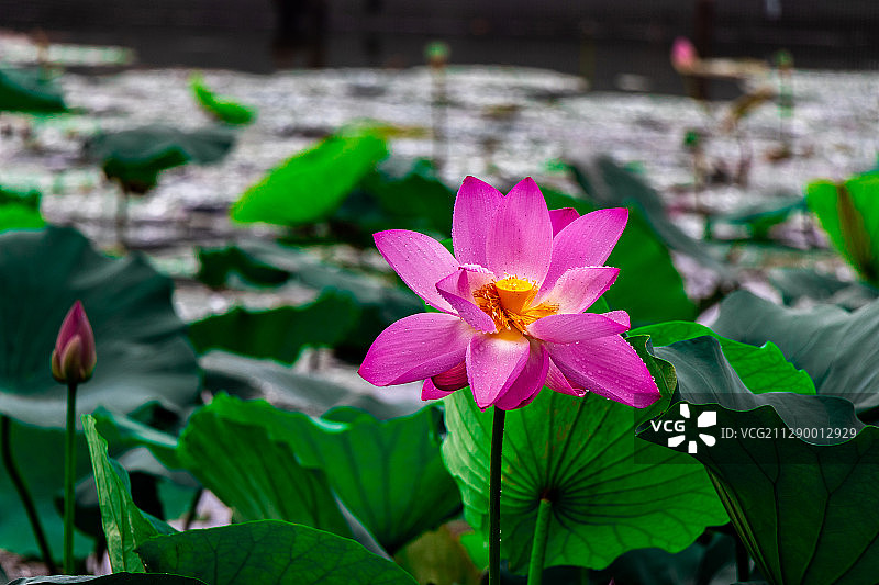 大明湖雨后盛开的荷花图片素材