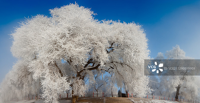 黑龙江省牡丹江宁安雾凇图片素材