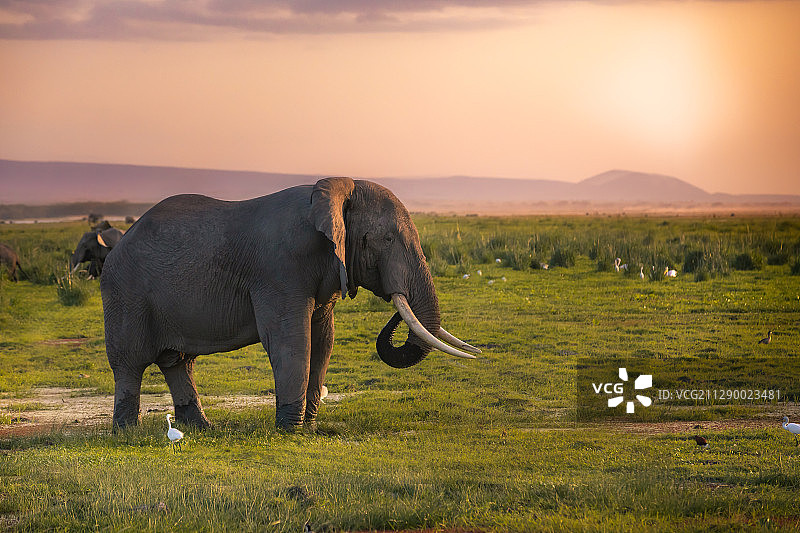 广袤的东非大地，动物的欢乐家园图片素材