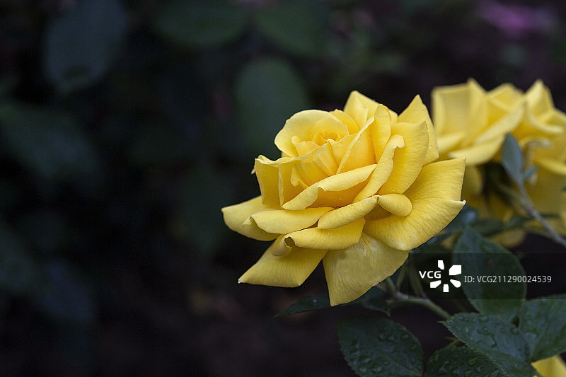 黄月季特写图片素材