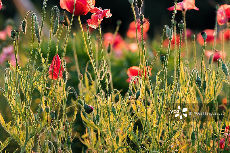 夕阳下的花田图片素材