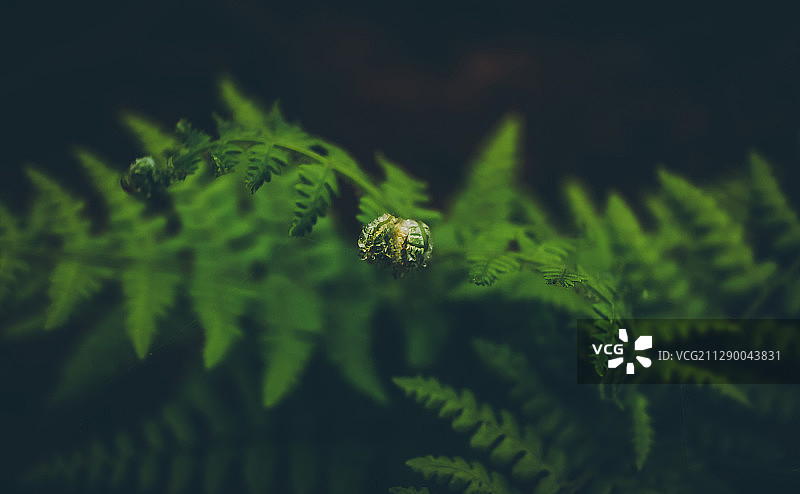 微观景色图片素材