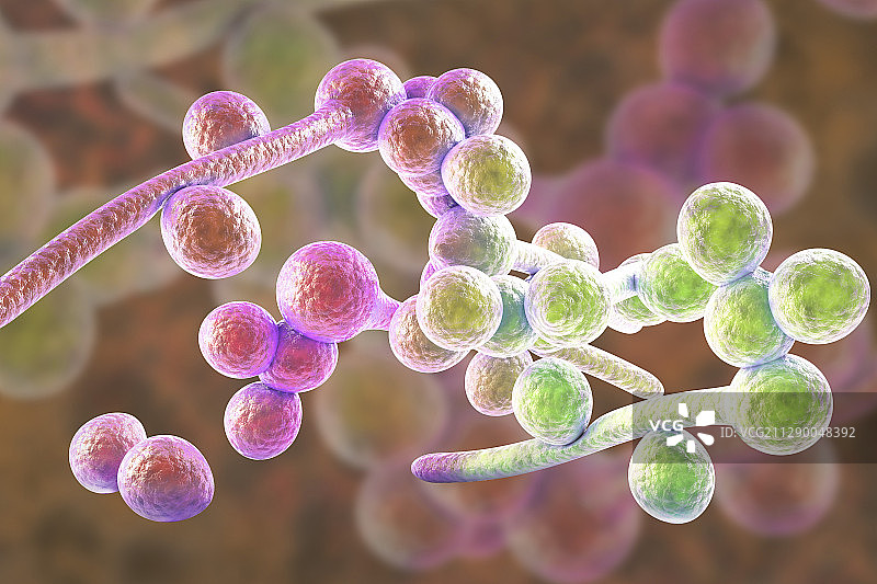 白色念珠菌菌丝阶段图示图片素材